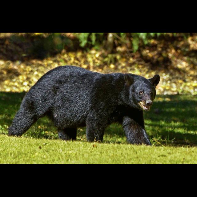 Episode 204: All About American Black Bears - podcast episode cover