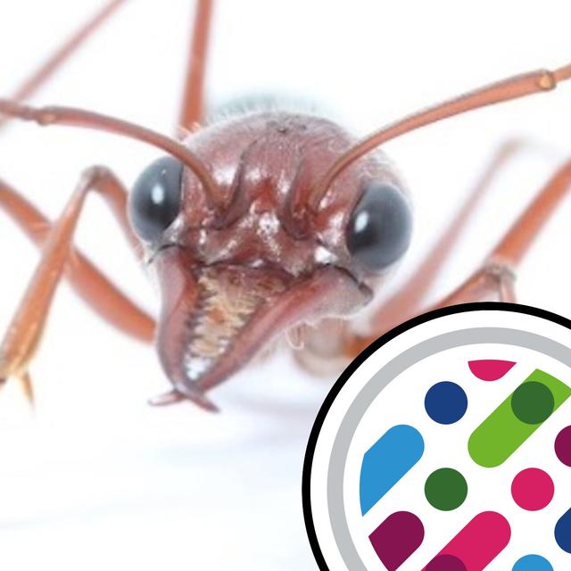 Vampire bacteria, "hangry" males, and ants using moonlight - podcast episode cover