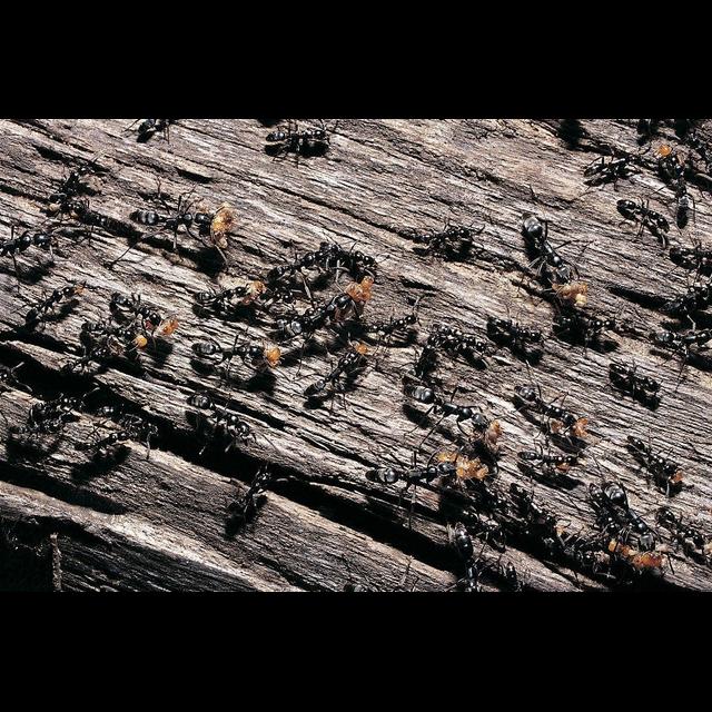 Ants Stick to Cliques to Dodge Disease - podcast episode cover