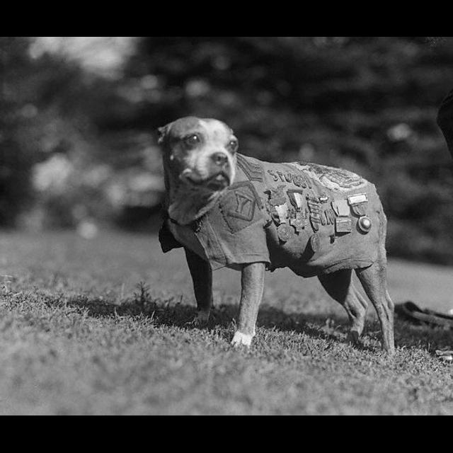 Sgt. Stubby - podcast episode cover