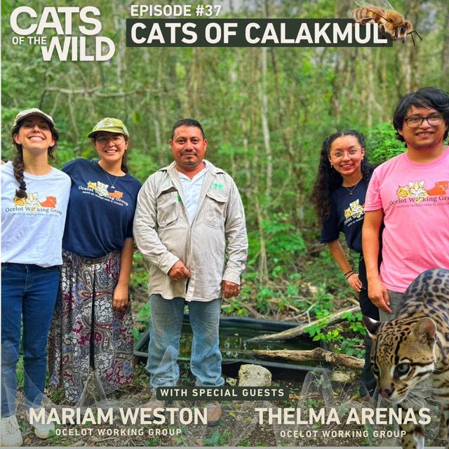 Cats of Calakmul: Mariam Weston & Thelma Arenas, Ocelot Working Group - podcast episode cover