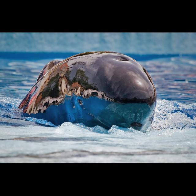 Episode 219: Protect Pilot Whales - podcast episode cover