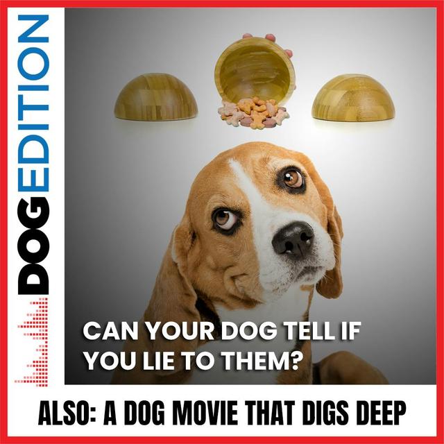 Can Your Dog Tell If You Lie To Them? | A Dog Movie That Digs Deep | Dog Edition #35 - podcast episode cover