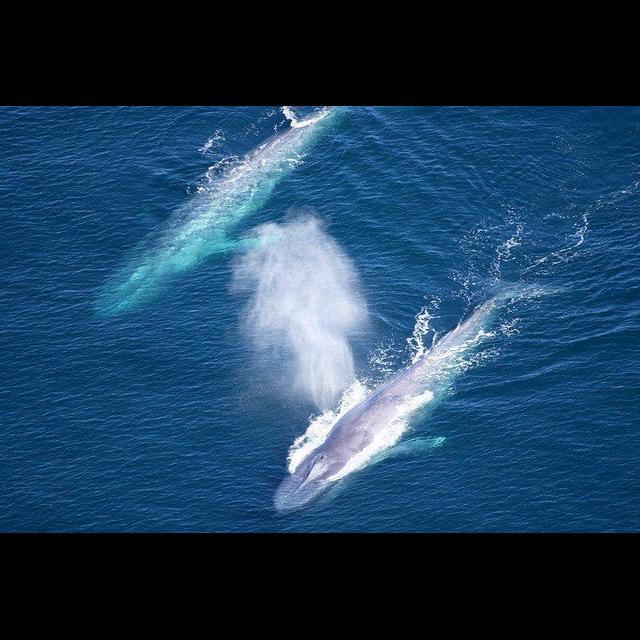 Blue Whale Song Timing Reveals Time to Go - podcast episode cover