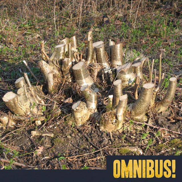 Coppicing (Entry 276.PS8015) - podcast episode cover