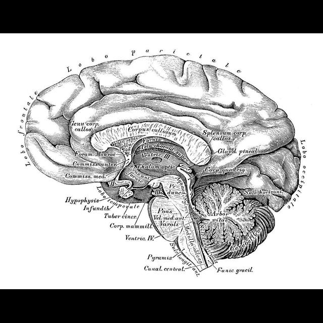 Brain Scan Might Reveal Appetite for Risk - podcast episode cover