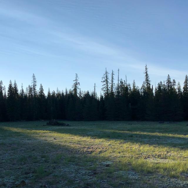 Episode 24: Summer Solstice Dawn Chorus - podcast episode cover