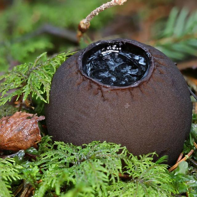 Dr. Mary Berbee on the discovery of "Witches Cauldron" in BC - podcast episode cover