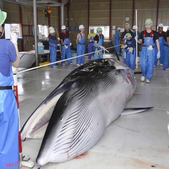 19: Why is Japan whaling again? - podcast episode cover