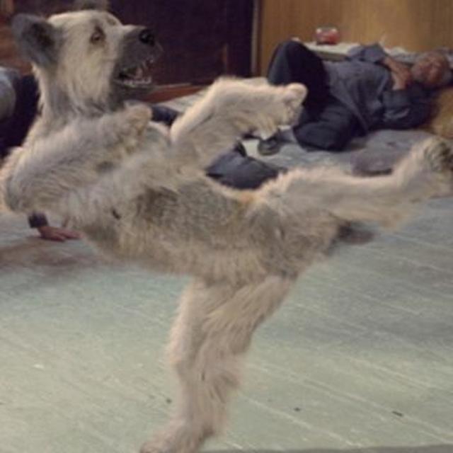 Episode #109 - The Karate Dog - podcast episode cover