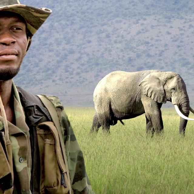TW 314 - Wildlife Investigators Training Alliance - podcast episode cover