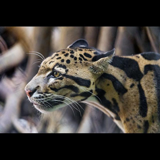 Episode 240: Captivated by Clouded Leopards - podcast episode cover
