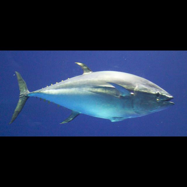 Episode 238: Bye Bye Bluefin Tuna - podcast episode cover