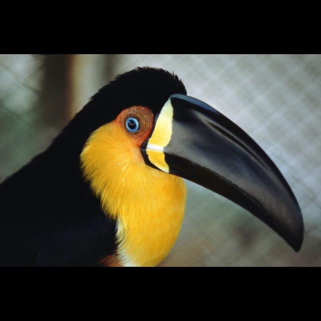 Bird Beak Shapes Depend on More Than Diet - podcast episode cover