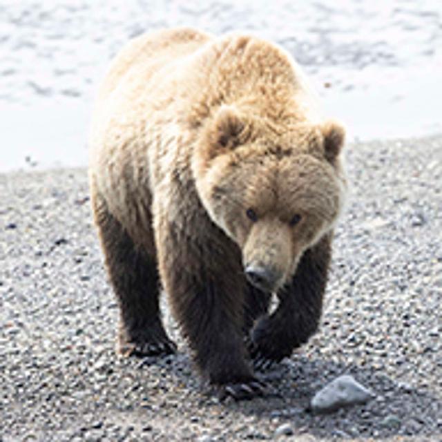 Talking with Arthur Lefo: His Approach and Techniques for Capturing the Best Wildlife Photos Possible - podcast episode cover