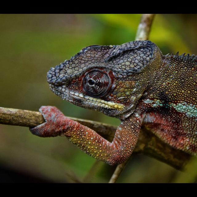 Episode 54: Karma, Karma, Chameleon - podcast episode cover