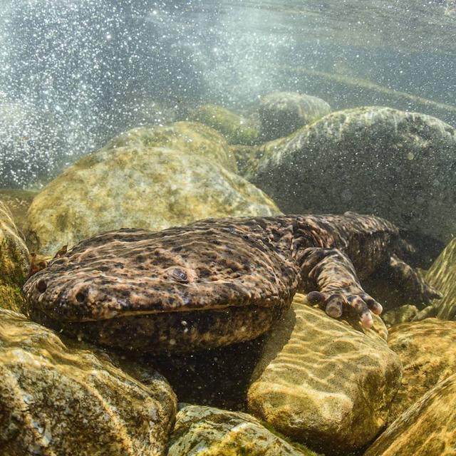 [Rebroadcast] Is it too late to save the Japanese giant salamander? - podcast episode cover