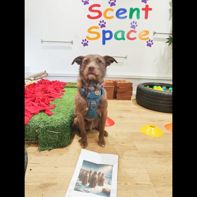 Episode 378: How to Add a Scent Space (and HUGE Profits) to Your Dog Daycare Business - podcast episode cover