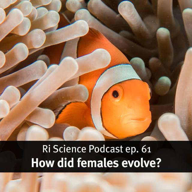 How did females evolve? – with Lucy Cooke - podcast episode cover