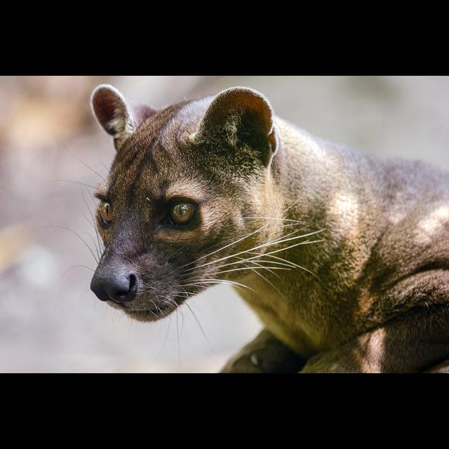Episode 182: Fossa Fun - podcast episode cover