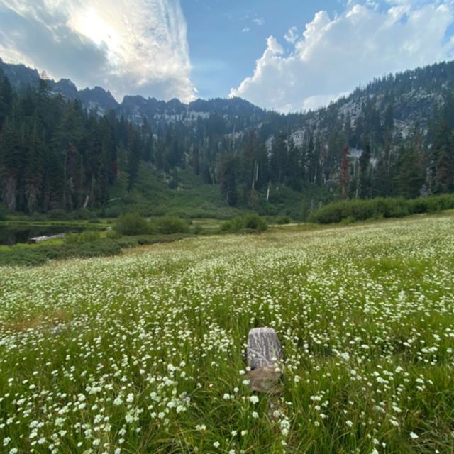 Bonus! Russian Wilderness- Buzzing Meadow Morning - podcast episode cover