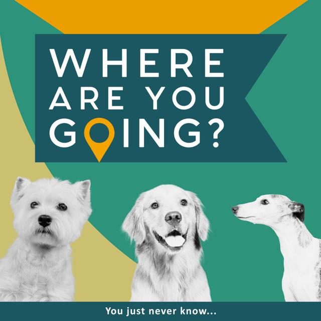 A Westie, a Retriever and a Whippet - podcast episode cover