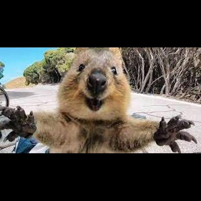 Episode 194: Cute, Quirky, Quokkas - podcast episode cover