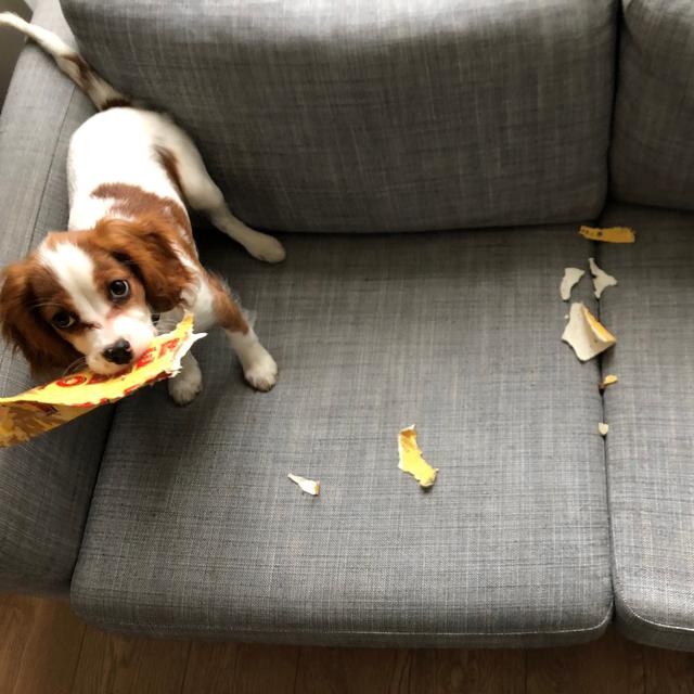 Puppy Diaries - podcast episode cover