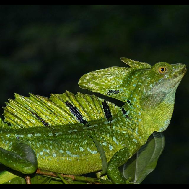 Episode 273: Water Walking Wonders, the Basilisks - podcast episode cover
