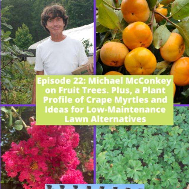 Fruit Trees, Crape Myrtle, and Low-Maintenance Lawn Alternatives - podcast episode cover