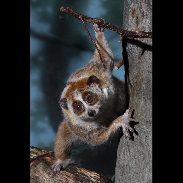 Episode 307: Surprisingly Venomous Slow Loris - podcast episode cover