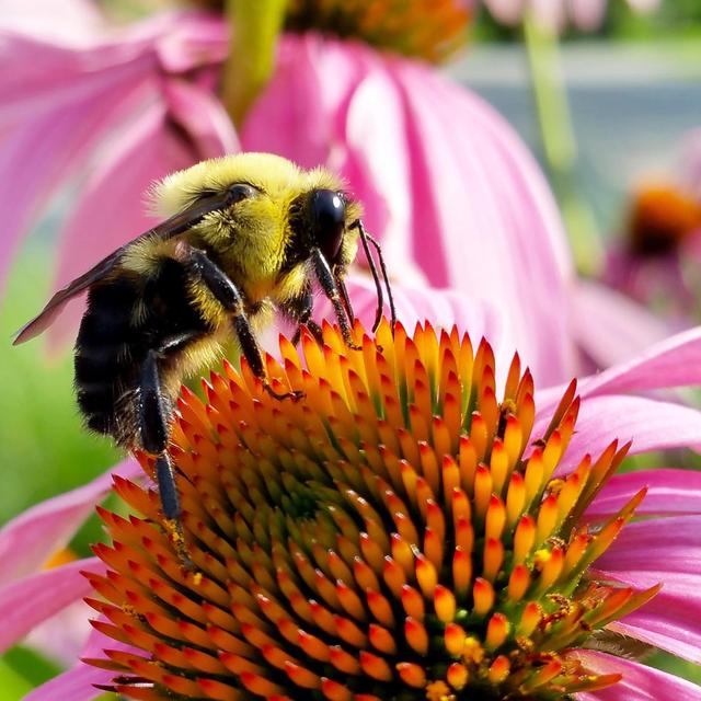 A Conversation with the Co-Hosts of the Native Plants, Healthy Planet Podcast - podcast episode cover