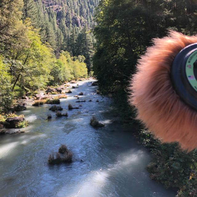 Episode 85: Footbridge Over the McCloud River - podcast episode cover