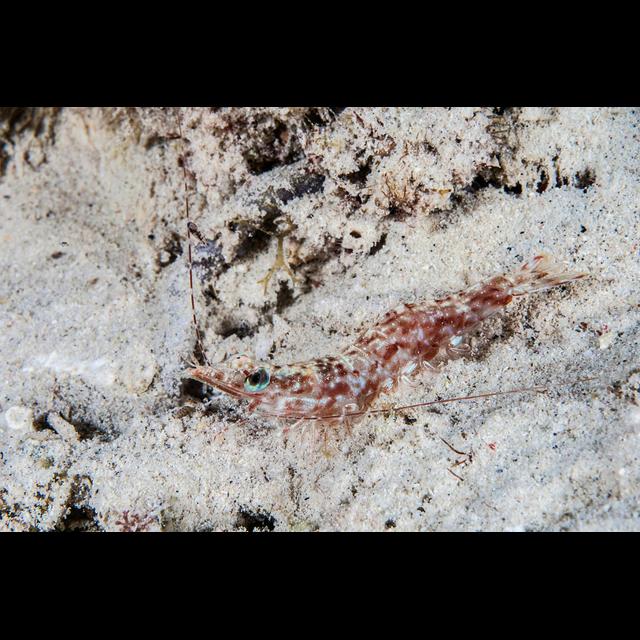Snapping Shrimp Make More Noise in Warmer Oceans - podcast episode cover