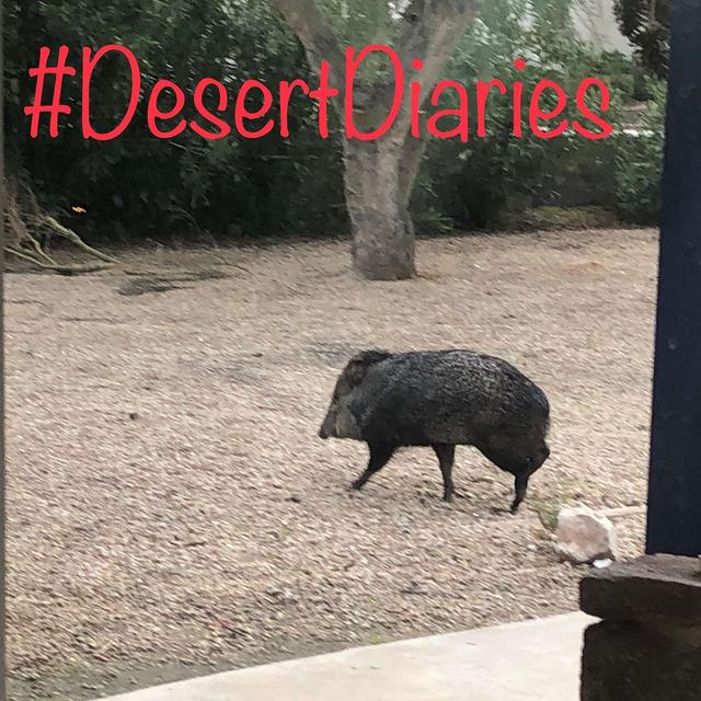 Week thirty-five: A new year in the desert - podcast episode cover