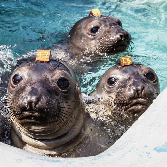 What’s a seal? What’s a sea lion? - podcast episode cover