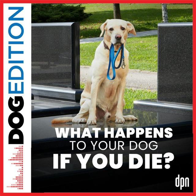 What Happens To My Dog If I Die? | Dog Edition #41 - podcast episode cover