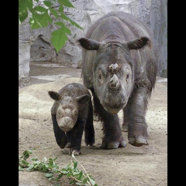 Episode 55: Sumatran Rhino Conservation w/Dr. Barney Long - podcast episode cover