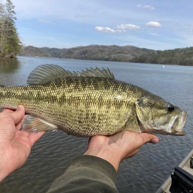 TW 298 - Whoa Tide! STOP Alabama Bass Movement - podcast episode cover
