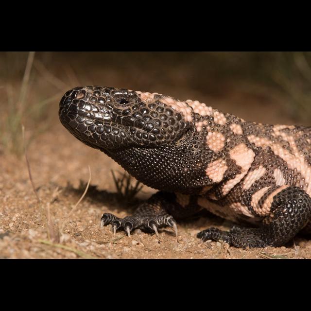 The Venomous Gila Monster - podcast episode cover