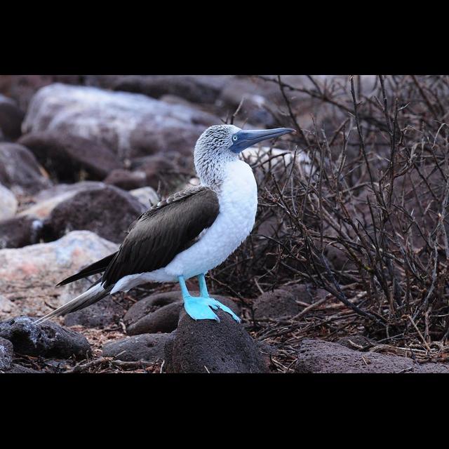 Episode 298: Bemused by the Blue-Footed Booby - podcast episode cover