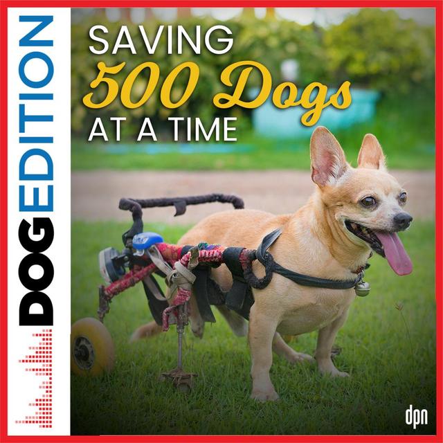 Saving 500 Dogs at a Time | Dog Edition #67 - podcast episode cover