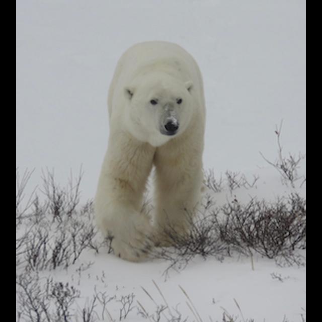 196 A Date With A Polar Bear - podcast episode cover