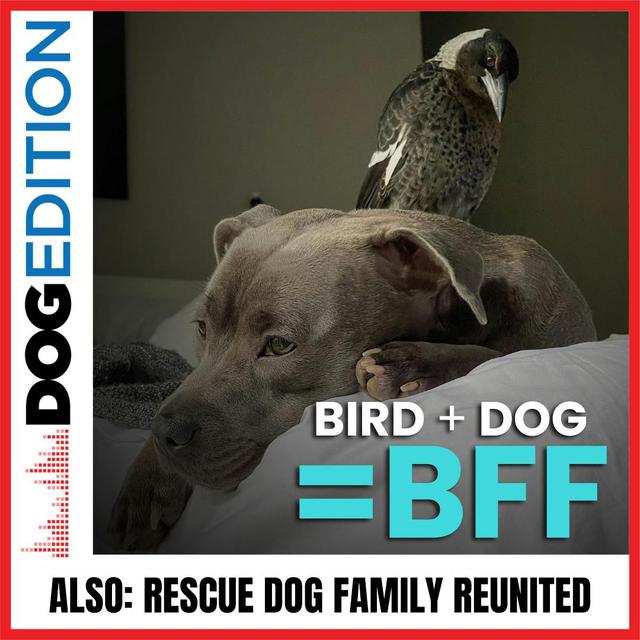 The Odd Couple | A Reunion Story For The Silver Screen | Dog Edition #36 - podcast episode cover