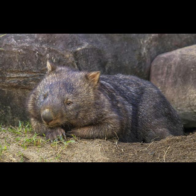 Episode 255: Wisdom of Wombats - podcast episode cover