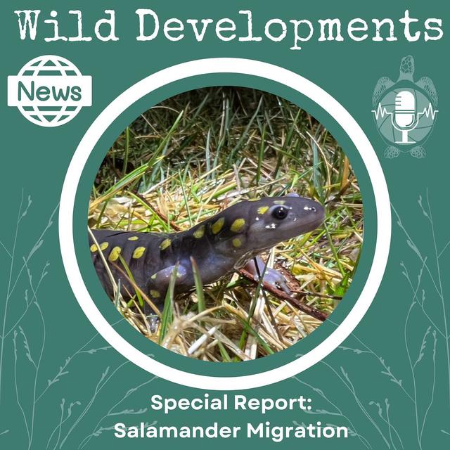 Special Report: Salamander Migration - podcast episode cover