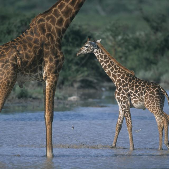 Mom's Genes Make Some Giraffes Hard to Spot - podcast episode cover