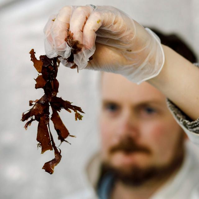 Seaweed is piling up on beaches. This robot might be its match - podcast episode cover