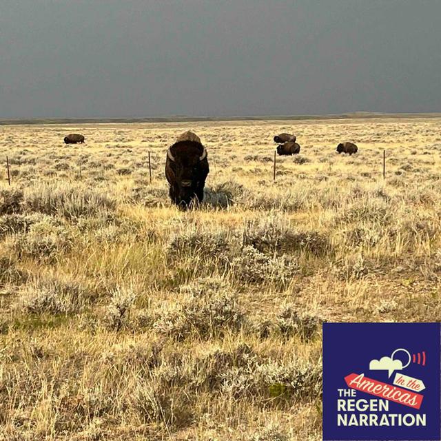 220 Extra. Out Among the Buffalo, with Pedro Calderon-Dominguez - podcast episode cover