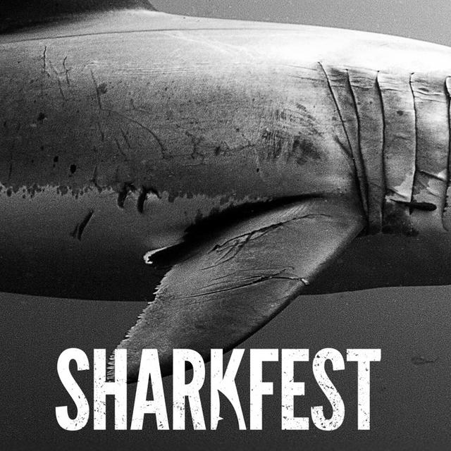 Disney Reveals SHARKFEST 2025 Line Up For Nat Geo, Hulu & Disney+ | Disney Plus News - podcast episode cover